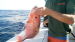 Fishermen prepared for the longest red snapper season in recent memory. A court order stopped it 